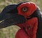 Ground Horn Bill